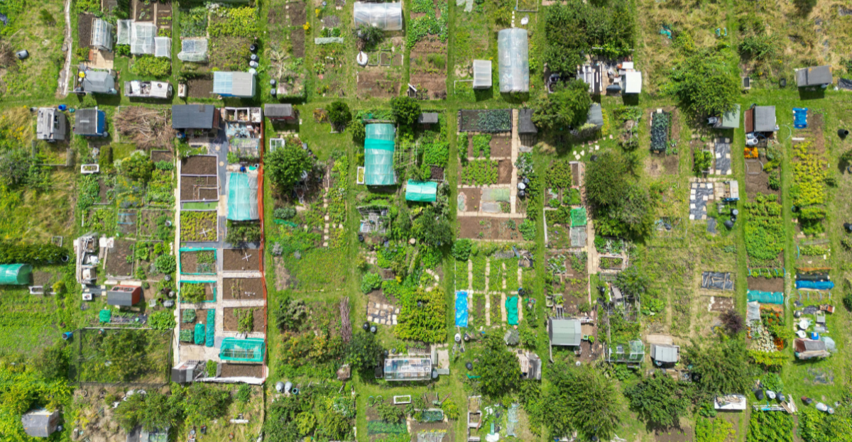 Sky view of allotment